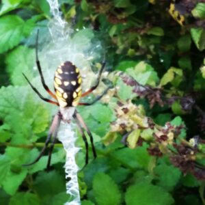 spider in the garden