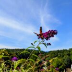 butterfly bush with butterfly