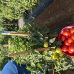 tomatoes in a bushel basket