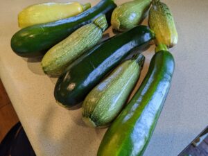 summer squash varieties