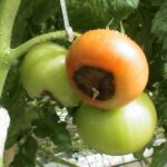 blossom end rot on tomatoes