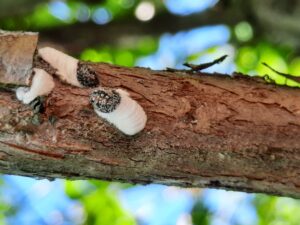 Cover photo for New Factsheet: Scale Insects on Blueberry