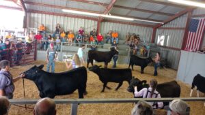 Youth showing livestock.