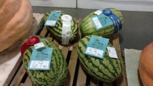 watermelons at the Mountain State Fair