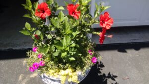 plants in a container