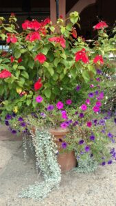 plants in a container