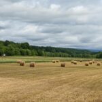 hay field