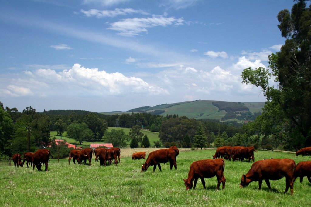 Cows grazing