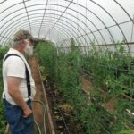 farmer looking at crops