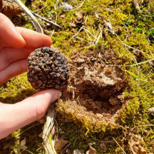 freshly harvested black perigord truffle in hand