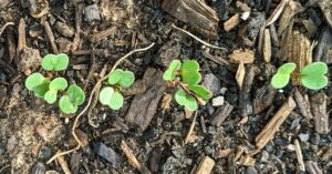 newly germinated plants