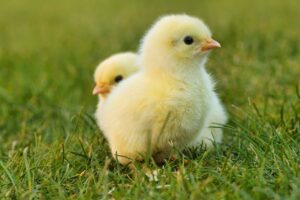 Baby Chicks