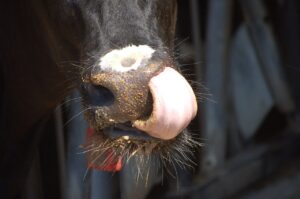 Cow tounge