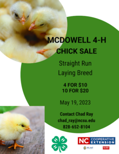 4-H chick sale flyer
