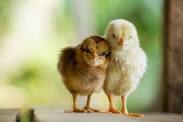 2 chicks