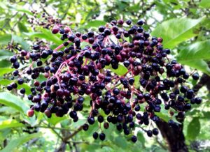 Elderberry plant