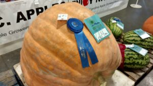 award winning pumpkin from NC Mountain State Fair