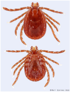The female Asian longhorned tick dorsal and ventral view. 