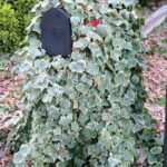 mailbox covered in ivy