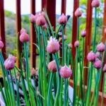 Chives in a container