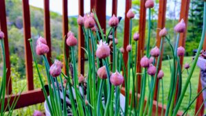 Chives in a container