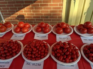 tomato varieties for sampling