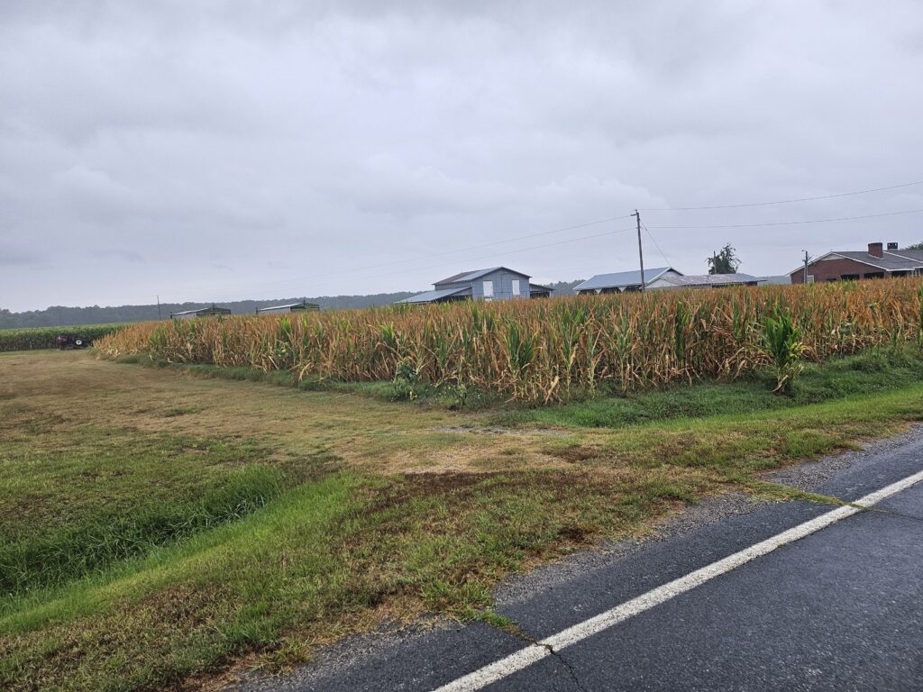 Corn Field