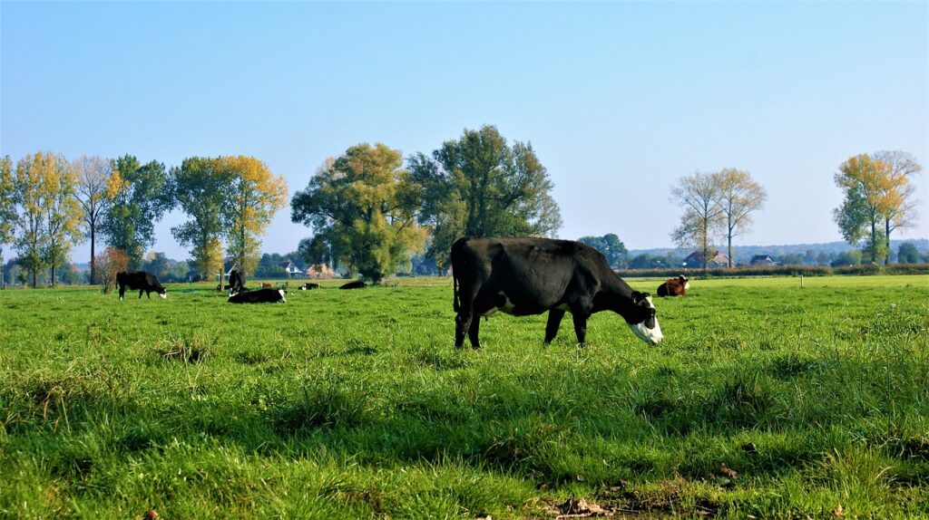 Cow in Pasture