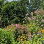 a garden with perennials