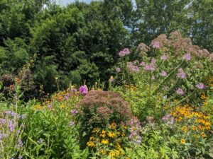 a garden with perennials