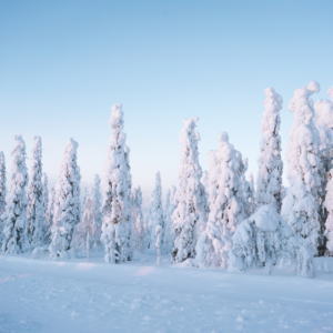 trees covered in snow