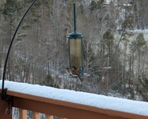 2 birds sitting on a feeder