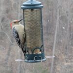 Red-bellied Woodpecker at a feeder