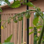 cherry tomatoes