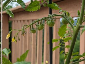 cherry tomatoes