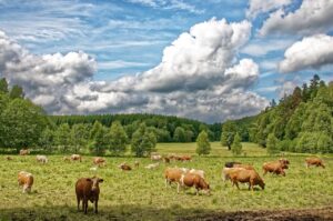 Cows in Pasture