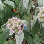 pollinator on plant