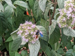 pollinator on plant