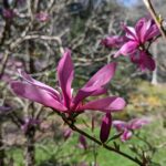 magnolia bloom